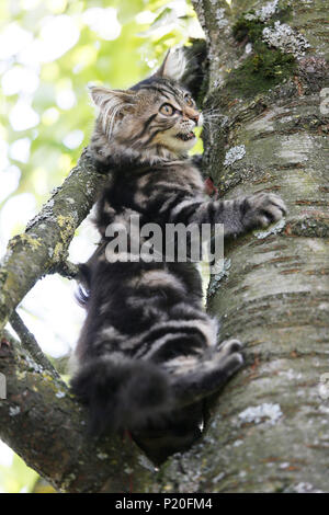 Kitten, aged 12 weeks, Norwegian race, trying to climb a tree. Kitten Norwegian Forest. Stock Photo