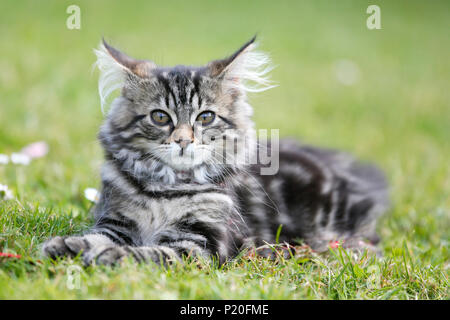 Kitten, aged 12 weeks, Norwegian race, lying in the grass. Kitten Norwegian Forest. Stock Photo