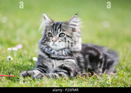 Kitten, aged 12 weeks, Norwegian race, lying in the grass. Kitten Norwegian Forest. Stock Photo