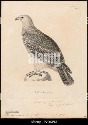 . Aquila imperialis . between 1700 and 1880 21 Aquila imperialis - 1700-1880 - Print - Iconographia Zoologica - Special Collections University of Amsterdam - UBA01 IZ18100185 Stock Photo