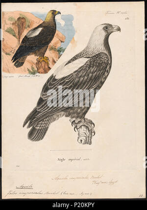 . Aquila imperialis . between 1700 and 1880 21 Aquila imperialis - 1700-1880 - Print - Iconographia Zoologica - Special Collections University of Amsterdam - UBA01 IZ18100193 Stock Photo