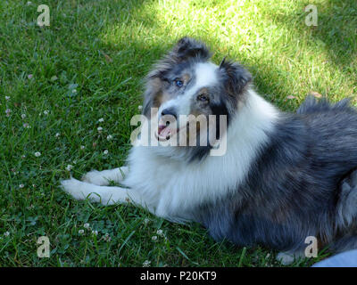 Happy Sheltie dog in grass Stock Photo