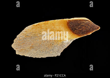 Picea abies, Norway spruce, Fichte, seed, close up, seed size 12-15 mm Stock Photo
