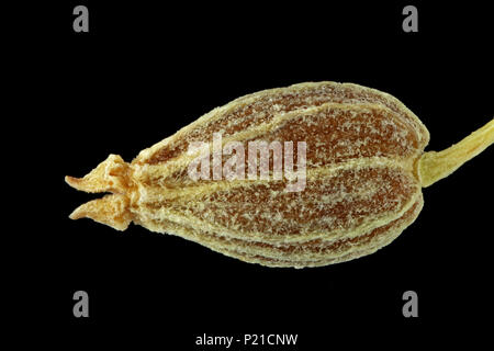 Pimpinella anisum, Anise, Anis, close up, seed (fruit), 3-5 mm long Stock Photo