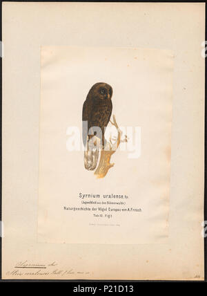 . Syrnium uralense . between 1870 and 1871 300 Syrnium uralense - 1870-1871 - Print - Iconographia Zoologica - Special Collections University of Amsterdam - UBA01 IZ18400167 Stock Photo