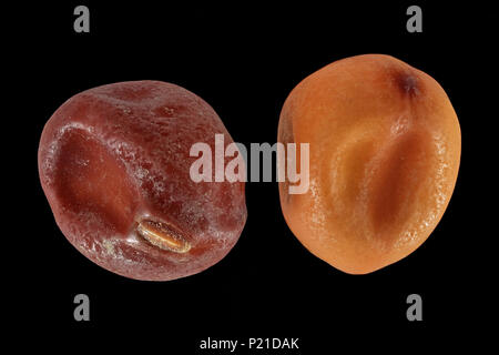 Pisum sativum, Pea, Erbse, seed, close up, seed size 4-9 mm Stock Photo