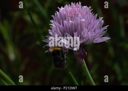 The pinky, purple flowers of Chives in an English garden attract the bees with the garden background Stock Photo