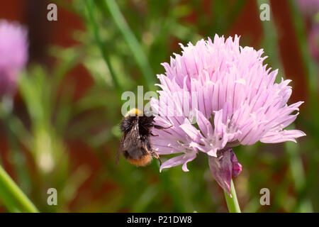 The pinky, purple flowers of Chives in an English garden attract the bees with the garden background Stock Photo