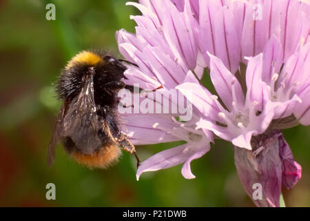 The pinky, purple flowers of Chives in an English garden attract the bees with the garden background Stock Photo