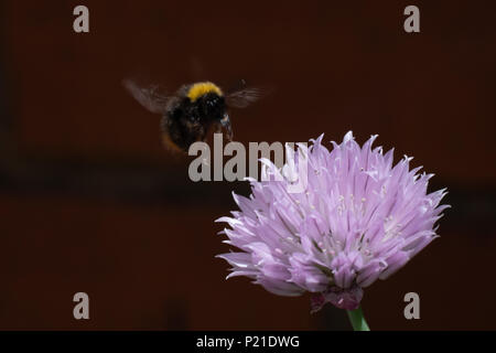 The pinky, purple flowers of Chives in an English garden attract the bees with the garden background Stock Photo