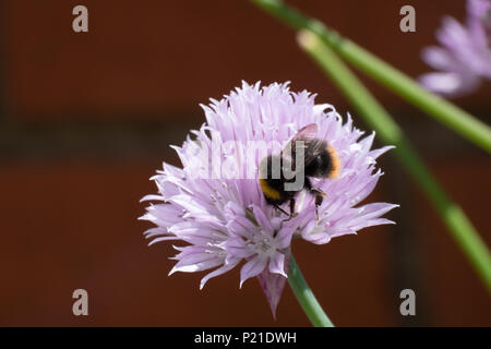 The pinky, purple flowers of Chives in an English garden attract the bees with the garden background Stock Photo