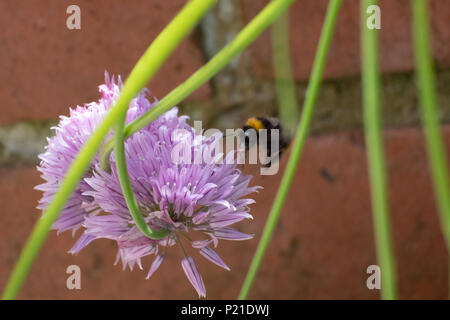 The pinky, purple flowers of Chives in an English garden attract the bees with the garden background Stock Photo