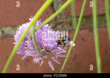 The pinky, purple flowers of Chives in an English garden attract the bees with the garden background Stock Photo