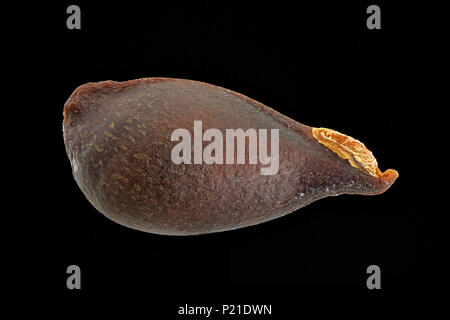 Pyrus communis, Pear, Kultur-Birnbaum, seed, close up, seed size 10-12 mm Stock Photo