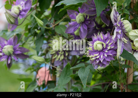 Clematis Florida Taiga flower Stock Photo