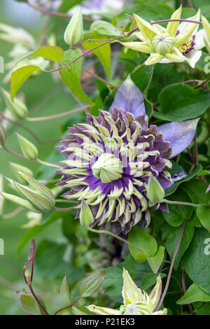 Clematis Florida Taiga flower Stock Photo