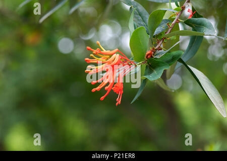 Embothrium coccineum. Chilean fire bush in flower. UK Stock Photo
