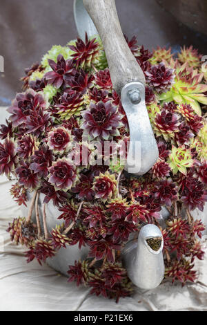 Sempervivum. Houseleek display in an old metal kettle at a flower show. England Stock Photo
