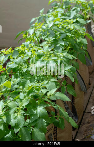 Solanum tuberosum. Potato Vizelle plants growing in sacks in june. England Stock Photo