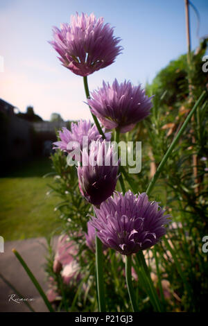 The pinky, purple flowers of Chives in an English garden attract the bees with the garden background Stock Photo