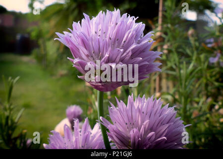 The pinky, purple flowers of Chives in an English garden attract the bees with the garden background Stock Photo