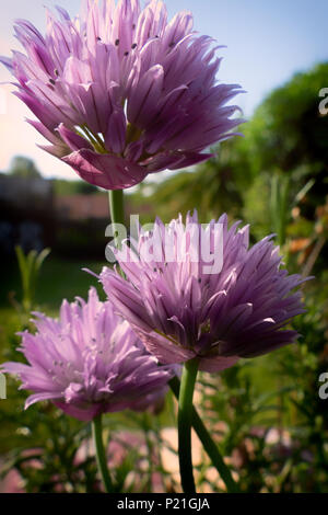 The pinky, purple flowers of Chives in an English garden attract the bees with the garden background Stock Photo