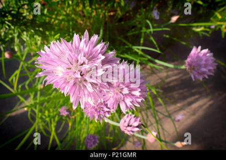 The pinky, purple flowers of Chives in an English garden attract the bees with the garden background Stock Photo