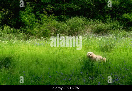 Little Cockapoo dog lost in the green grass of Dean Wood, Rivington an English woodland scene in the early summer sun. Stock Photo