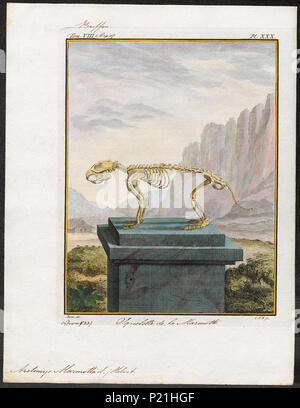 . Arctomys marmotta - skelet . between 1700 and 1880 22 Arctomys marmotta - skelet - 1700-1880 - Print - Iconographia Zoologica - Special Collections University of Amsterdam - UBA01 IZ20400143 Stock Photo