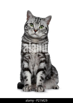 Handsome black silver tabby British Shorthair cat sitting straight up isolated on white background and looking at camera Stock Photo