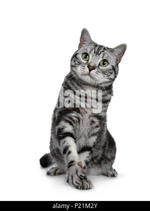 Handsome black silver tabby British Shorthair cat sitting / playing with one paw lifted isolated on white background and looking up Stock Photo