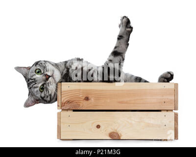 Handsome black silver tabby British Shorthair cat hanging backwards over edge in wooden box isolated on white background and looking at camera Stock Photo