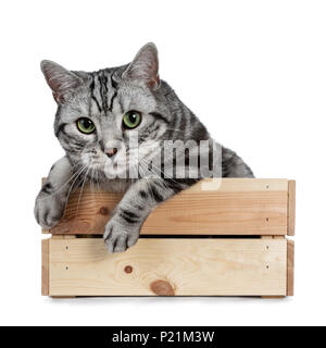 Handsome black silver tabby British Shorthair cat hanging curiously over edge in wooden box isolated on white background and looking at camera Stock Photo