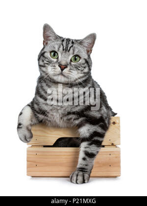 Handsome black silver tabby British Shorthair cat sitting sitting in wooden box with paws outside isolated on white background and looking at camera Stock Photo