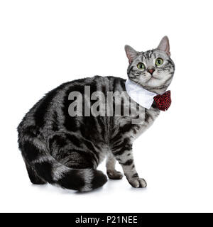 Handsome black silver tabby British Shorthair cat walking / turning isolated on white background and looking at camera wearing a gala party white Stock Photo