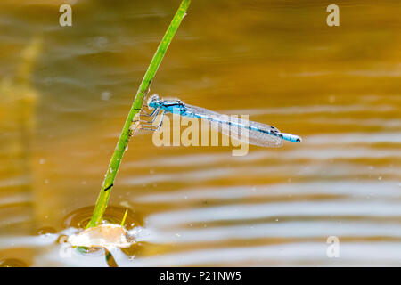 Common Blue Damsel Fly in late spring in west Wales Stock Photo