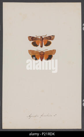 . Agrotis  10 Agrotis - Print - Iconographia Zoologica - Special Collections University of Amsterdam - UBAINV0274 003 06 0013 Stock Photo