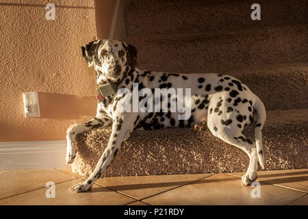 Series of 6 images Dalmatian dog resting on step carpeted stairway favorite place spot  pet animal   MR  © Myrleen Pearson.  ....Ferguson Cate Stock Photo