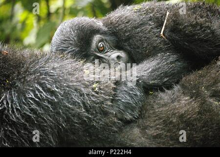 A baby mountain gorilla clings to its mother after a rainstorm at Bwindi Impenetrable Forest in Uganda. Stock Photo