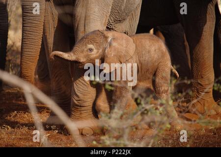 A newborn African elephant shelters by its mother's feet just hours after being born Stock Photo