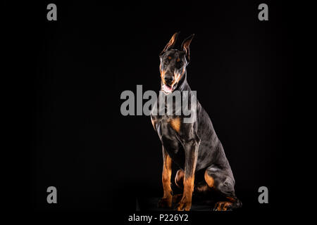 Closeup portrait of Doberman Pinscher Dog Looking in Camera on isolated Black background Stock Photo