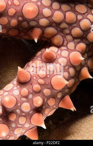 abstract macro image of starfish arm Stock Photo