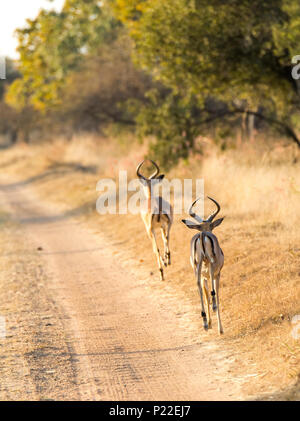 Two impala antelopes run beside a dirt track on safari in south africa Stock Photo