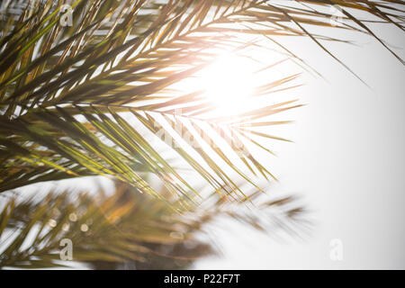 Morocco, Agdz, route along road N9, date palm (date tree), detail