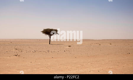 Morocco, Erg Chigaga, single tree in the Sahara desert Stock Photo