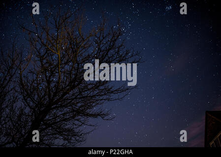 Silhouetted tree set against starry background Stock Photo