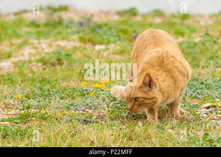 Ginger domestic cat (Felis silvestris catus) in hunting pose in a green grass field with flowers (Formentera, Balearic Islands, Spain) Stock Photo