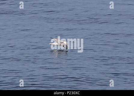 Northern Fulmar (Fulmarus glacialis) adult in flight low over the sea  English Channel                   May Stock Photo