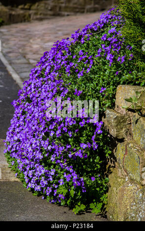 Purple Aubretia in full bloom cascading down a garden wall. Stock Photo