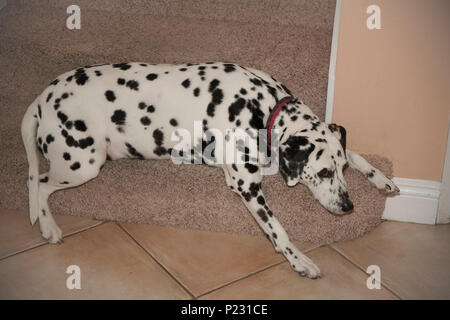 Series of 6 images Dalmatian dog resting on step carpeted stairway favorite place spot  pet animal   MR  © Myrleen Pearson Stock Photo